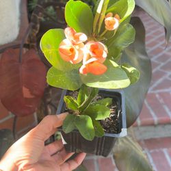 Corona De Cristo Ramo De Novia