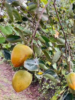 persimmon fruit $1 each
