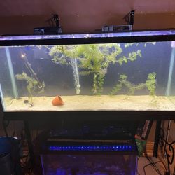 55 Gallon Tank And Stand 
