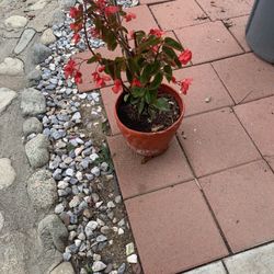 Red Color Begonia Flower Pot 5 Gallons