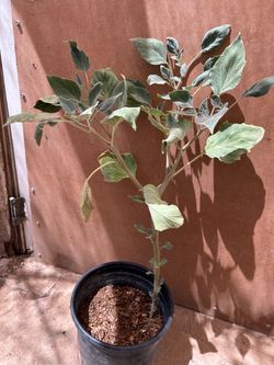 2 Gal white moonflower plant 32” tall