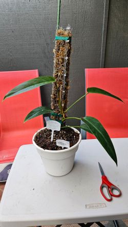 Philodendron IVAN Spirit a P.S.S. HYBRID.