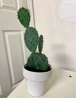 Cactus 🌵 plant