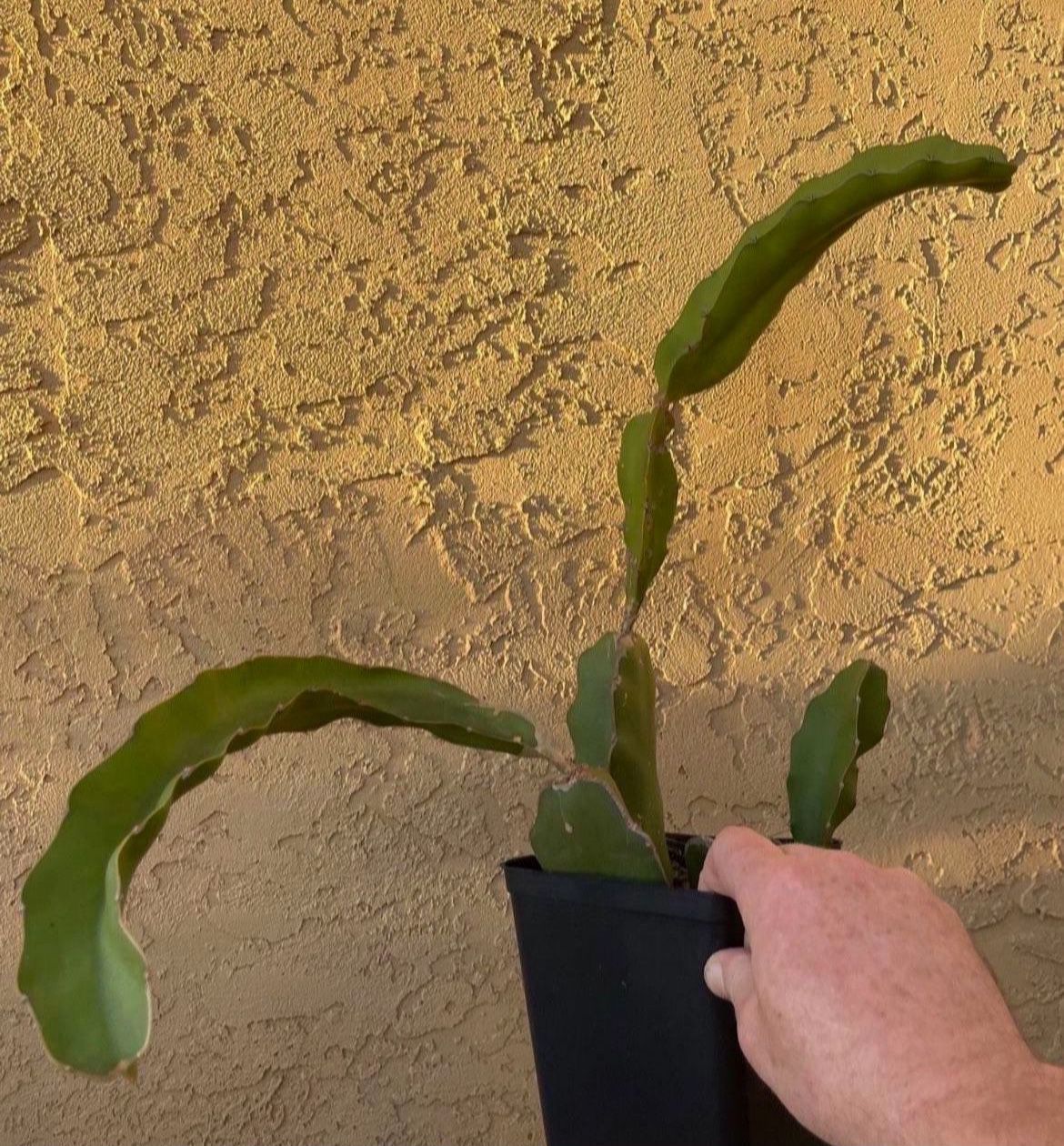 Pitaya Dragon Fruit Plant