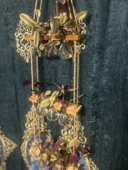 Nanouk Tradescantia plant  starts! *Propagation Station Not Included!*