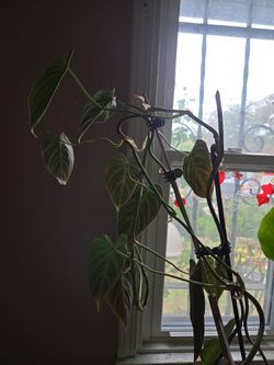 Free Philodendron