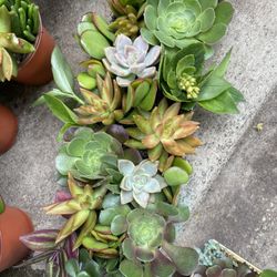 Beautiful Plants In Pot (tray)