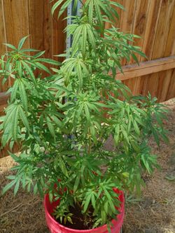 plant bud