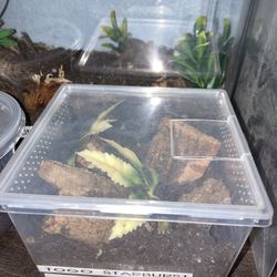 Tarantula Sling Habitat 