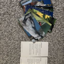 Animal Cards With Facts