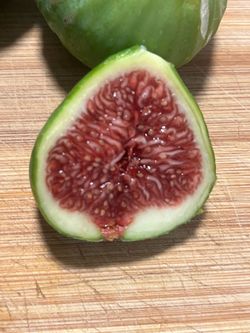 Adriatic fig plant tree for sale