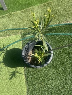 OLEANDER REAL PLANT WHITE COLOR FLOWERS