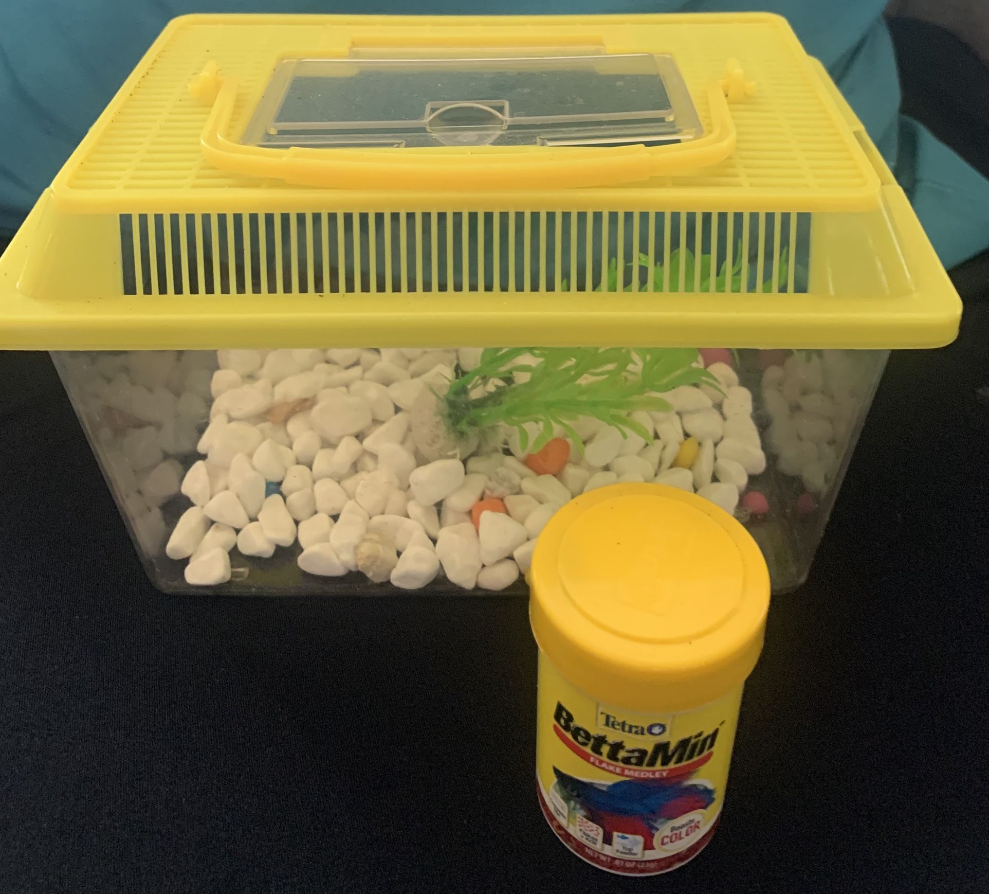 Betta Fish Tank With Food