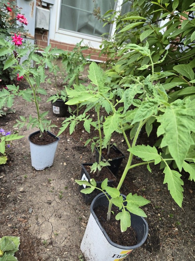Tomato Plants Beefsteak