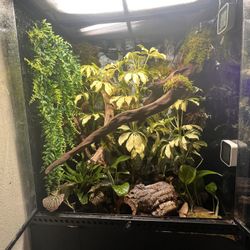 Reptile Tanks 