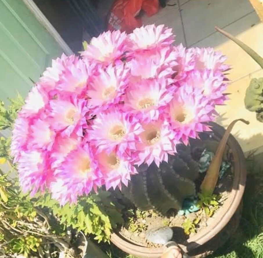 Flower cactus plant