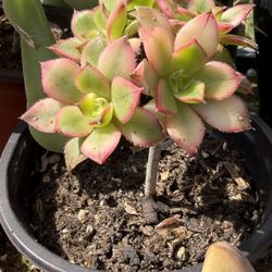 Cactus And Succulents 4”inch Pot $4 & $5 