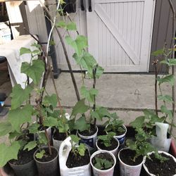 Plantas 🪴 De Chayote $5 Cada Una Listas Para Llevar South La 90043 