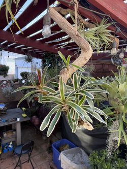 Blushing Bromeliad Mounted On twisty Unique Driftwood 