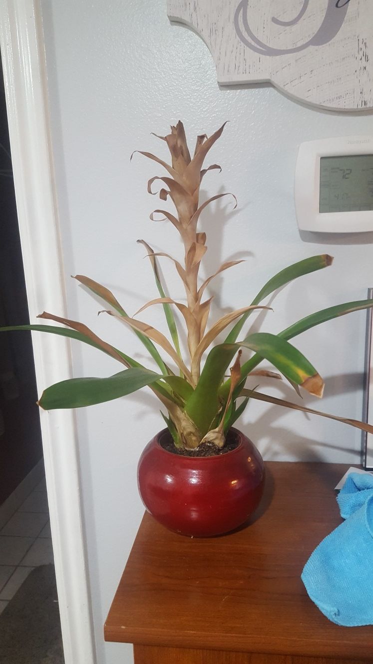 Bromeliad Guzmania house plant