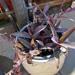 Purple Heart Plant