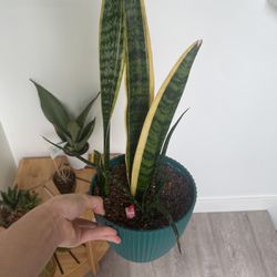 Snake Plant with Pot