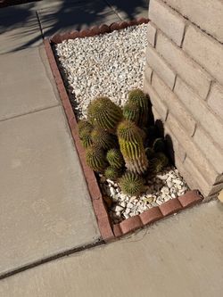 Cactus
