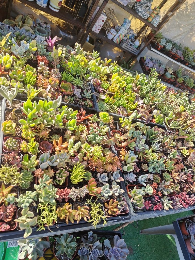 Lots Of Succulents****SALE