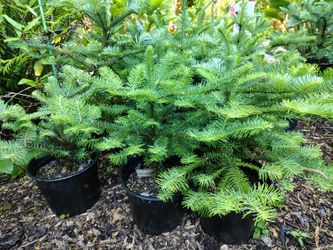 Noble Firs in 2 gallon pots