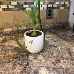 Succulents (Pregnant Onions) 