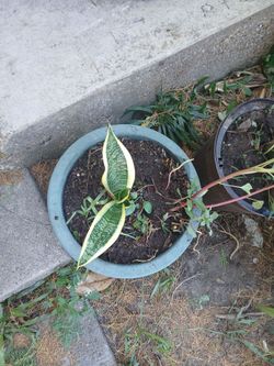 Planta.estoy vendiendo  esta planta1