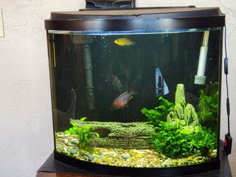 35 Gallon bowed front fish tank.