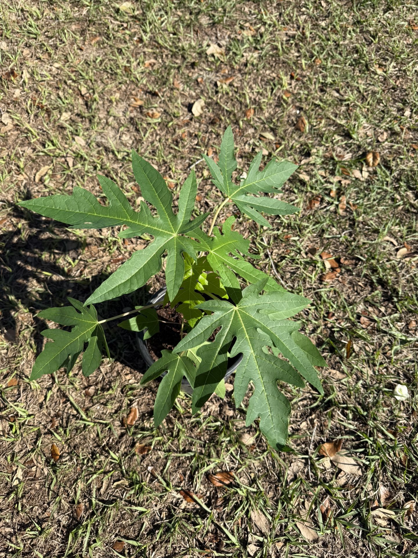 Thai Sweet Papaya Tree( 1 Ft Tall)1 Gallon Pot