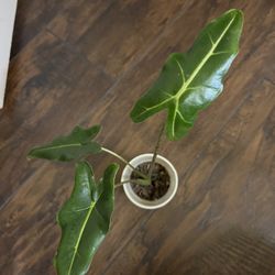 Alocasia Plant 