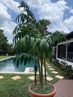 Large Palm tree fake plant with realistic look