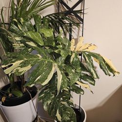 Large Monstera Thai Constellation 