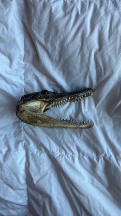 REAL Taxidermy Juvenile Alligator Head