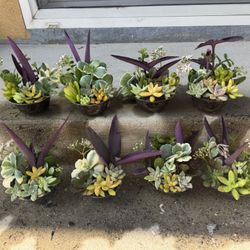 Little Cute Succulents, Price For Each 