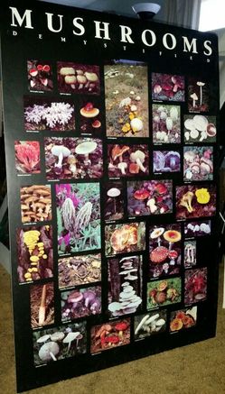 Art Poster - Mushrooms - mounted on foamcore