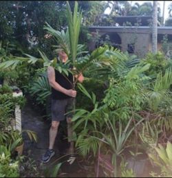 Carpentaria Palm Large Landscape Plant