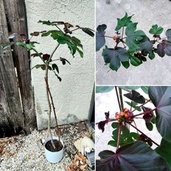 Blooming  Jatropha Gossypiifolia Plant AKA Bellyache Bush / Cotton-leaf Physicnut- 3+ Feet Tall