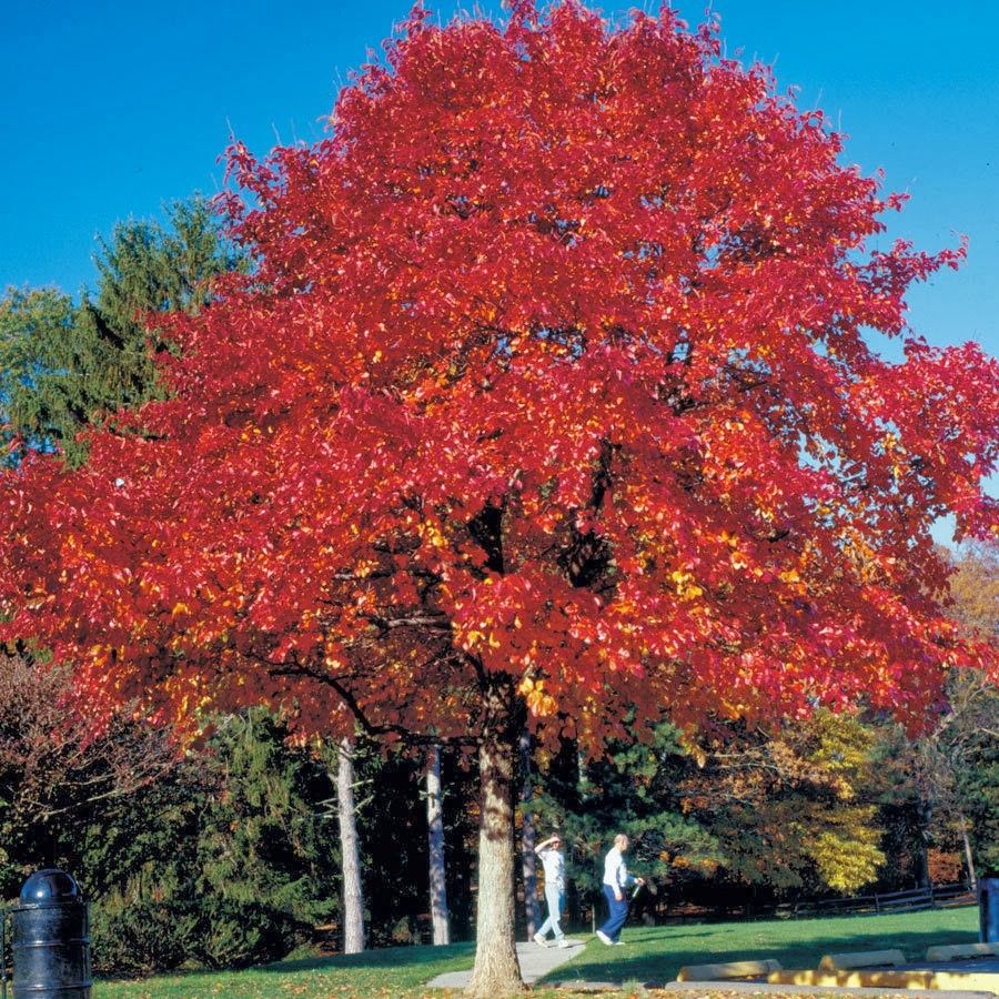 Red Oak Tree 30gallons