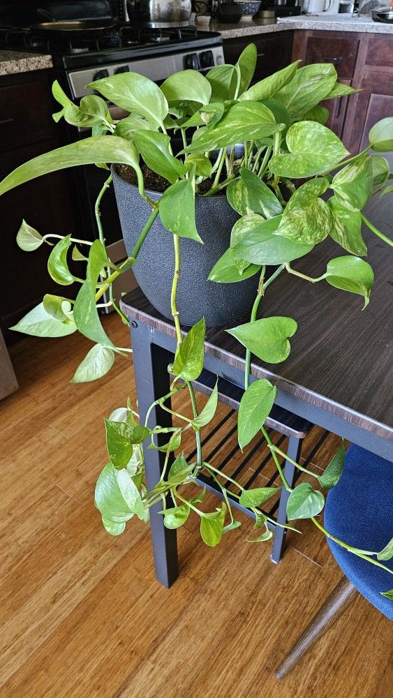 Beautiful & Healthy Plants 