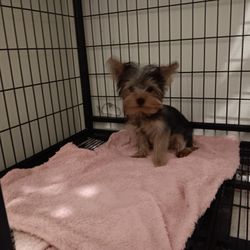Dog Kennel 