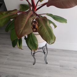 Gourges Real Plant Hidrangea