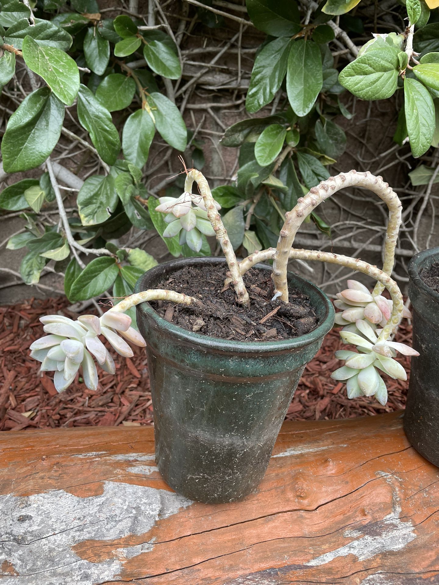 Succulent With Ceramic Pot 