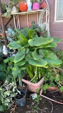 Large Tropical Leafy Plant in Pink Pot