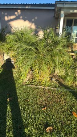 Palm trees