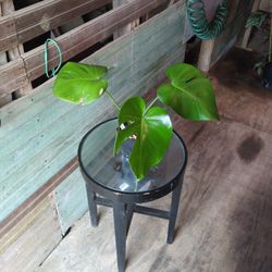 Monstera Deliciosa