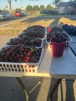 Cherry 🍒 $30 for 15 to 16 lbs